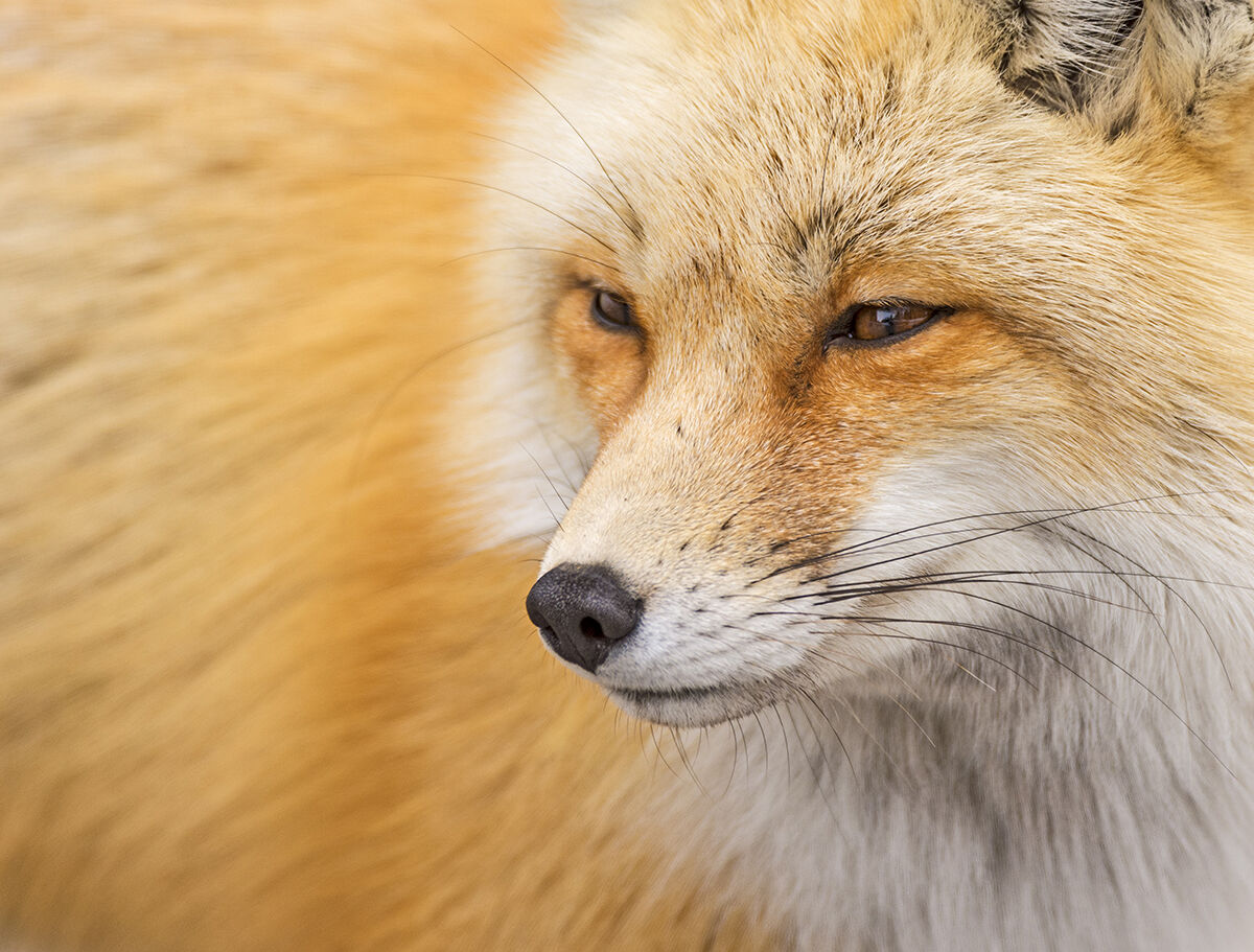 Red Fox, Grand Teton National Park